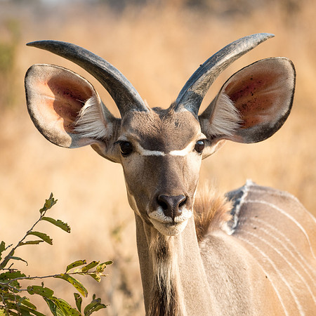 Young Kudu -2