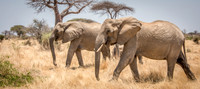 Elephant -2