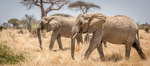 Elephant -2