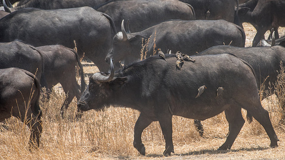 Buffalo with Oc-Peckers