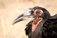 Southern Ground Hornbill -2