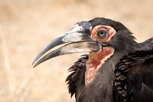 Southern Ground Hornbill -2