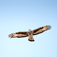African Hawk Eagle
