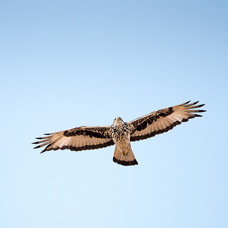 African Hawk Eagle