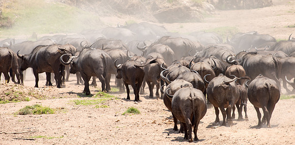 Buffalo Herd and Dust