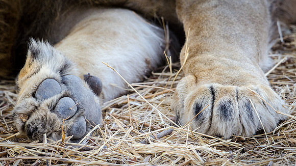 Lion Paws