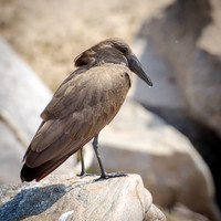 Hamerkop