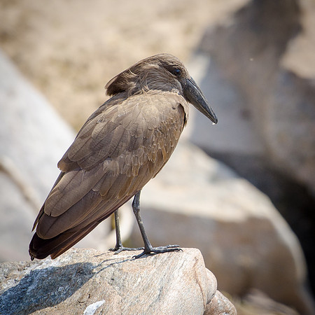 Hamerkop