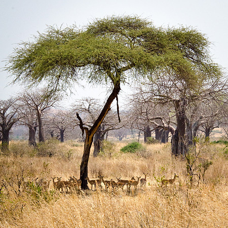 Acacia Tree & Impala