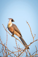 Bare-faced Go-away-bird -1