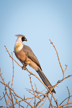 Bare-faced Go-away-bird -1