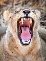 Lioness Yawning - 1