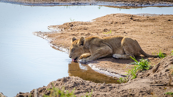 Young Lion Drinking
