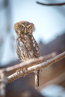 Pearl-spotted Owl