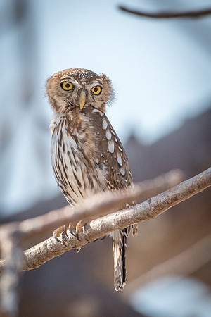 Pearl-spotted Owl