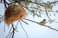Grey-capped Social-weaver with Nest