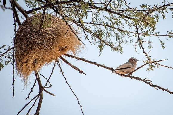 Grey-capped Social-weaver with Nest