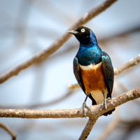 Superb Starling