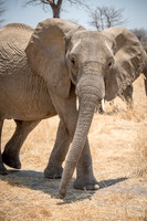 Elephant -3