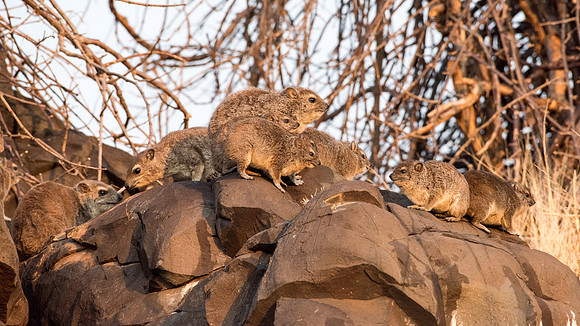 Rock Hyrax Warming in the Morning Sun