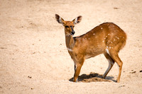 Bushbuck