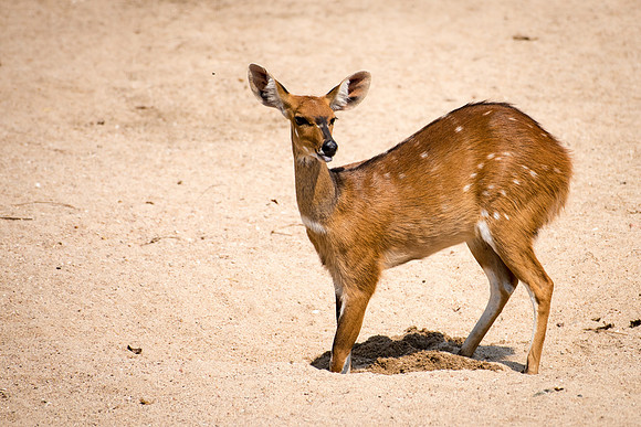 Bushbuck