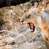 Lioness Yawning - 2