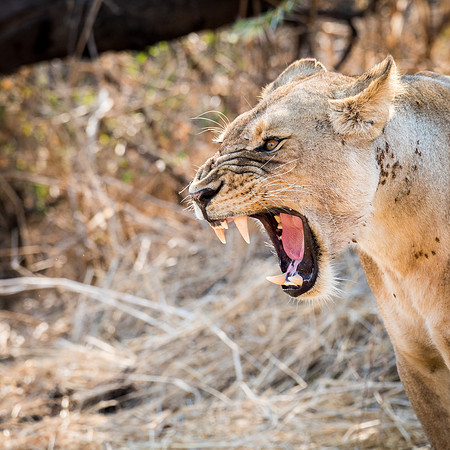 Lioness Yawning - 2