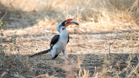 Tanzania - Ruaha National Park