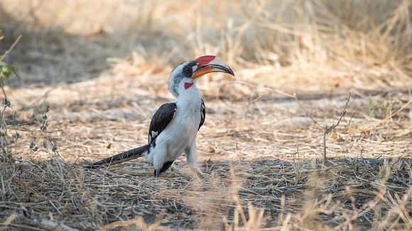 Van Der Decken's Hornbill