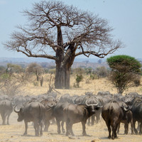 Buffalo Herd