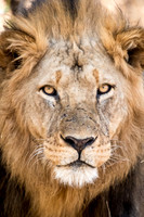 Lion Portrait -1