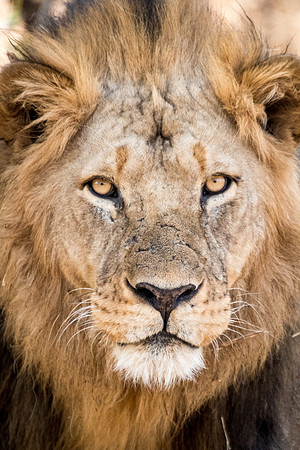 Lion Portrait -1