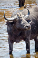 Buffalo Standing in River