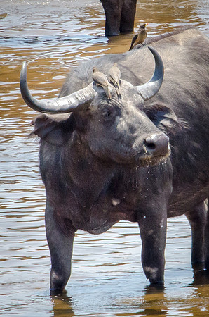 Buffalo Standing in River