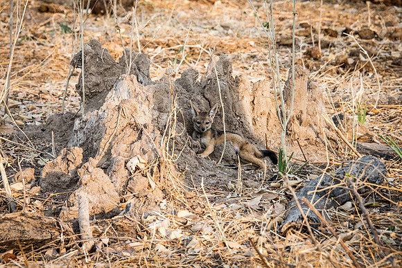 Jackall Cub in Termite Mound