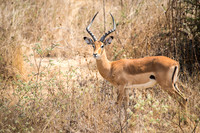 Impala (m)