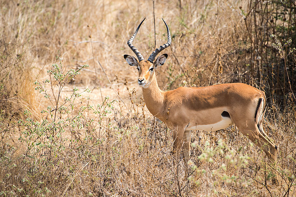 Impala (m)