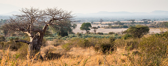 Ruaha View