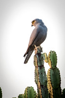 Yellow Kestrel