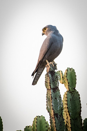 Yellow Kestrel