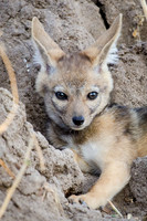 Jackall Cub