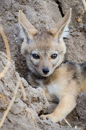 Jackall Cub
