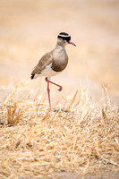 Crowned Plover