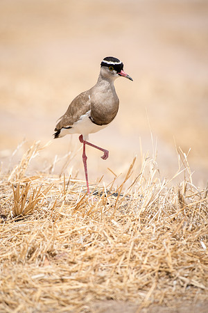 Crowned Plover