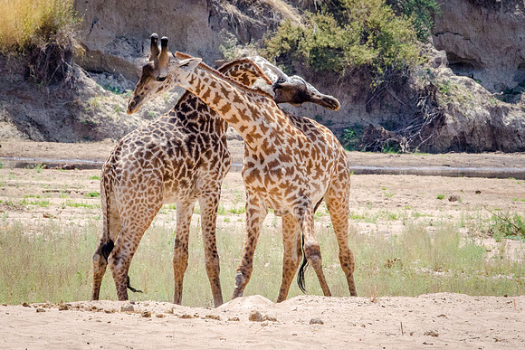 Giraffe Fighting with Necks -1