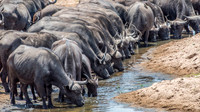 Buffalo Drinking