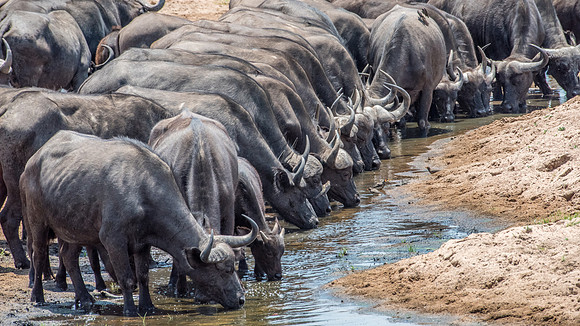 Buffalo Drinking