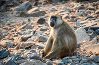 Baboon -1