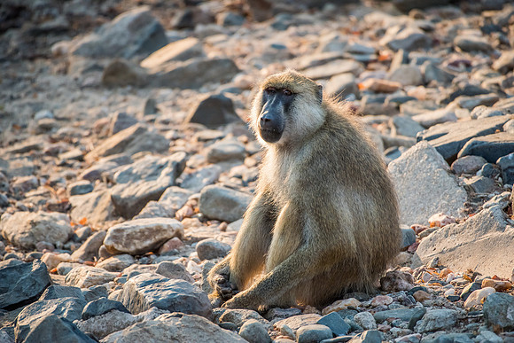 Baboon -1